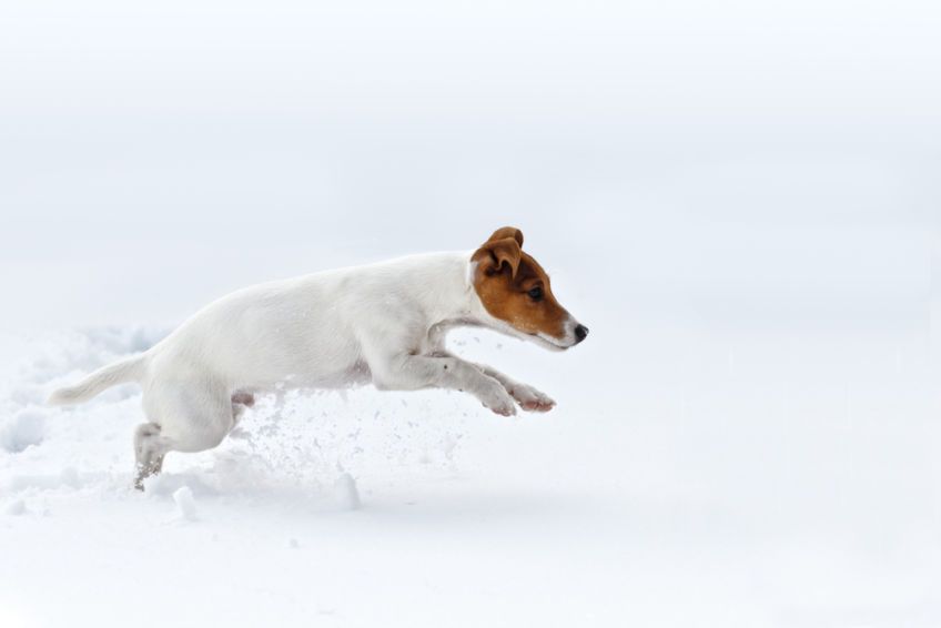 jack russell terrier skacze w śniegu