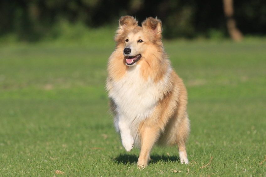 Sheltie