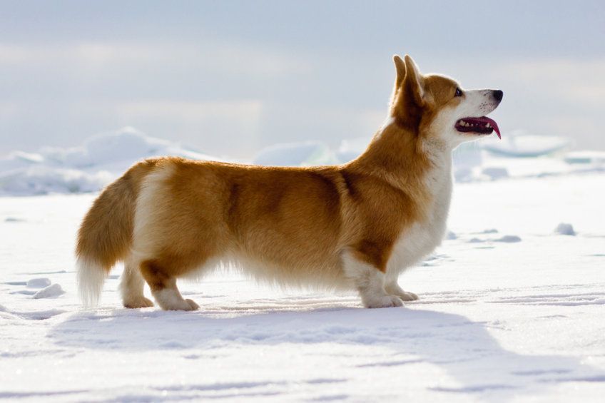 Welsh corgi pembroke