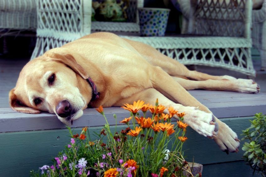 Labrador odpoczywa na tarasie