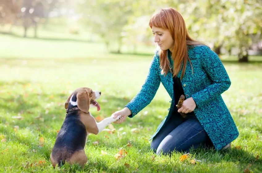pani trenuje beagle w parku