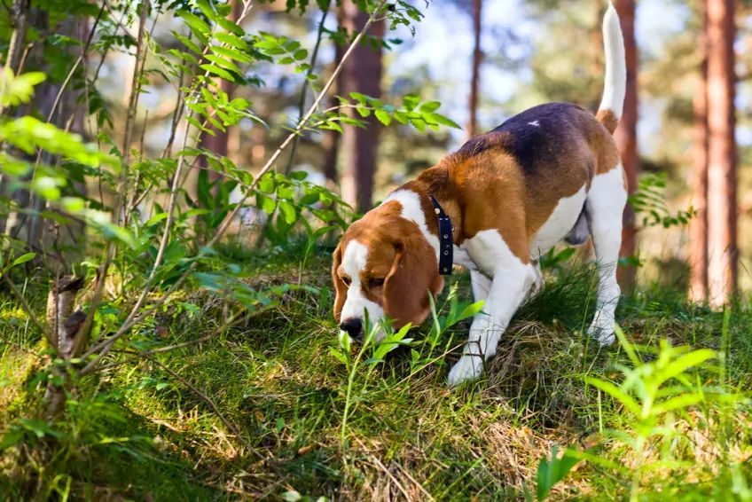 beagle podczas tropienia