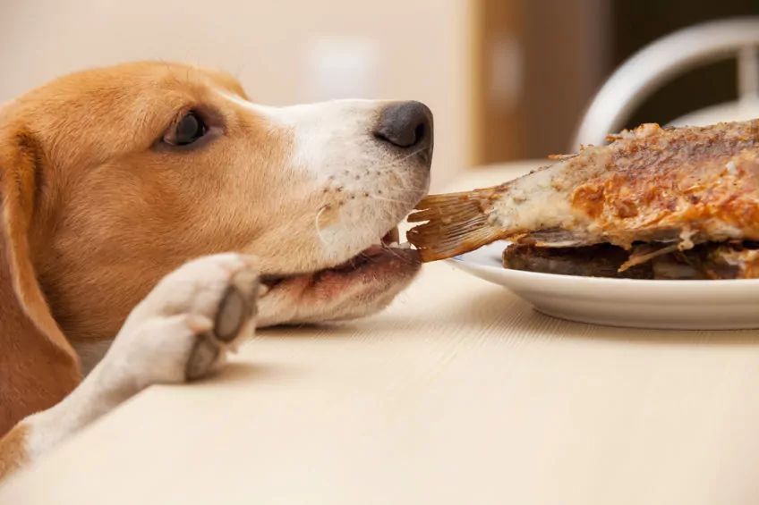Beagle je rybę