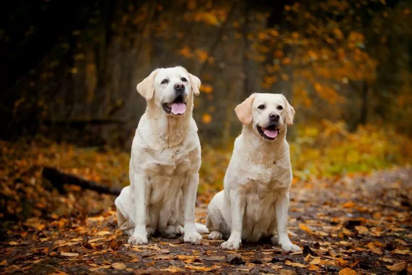labrador retriever