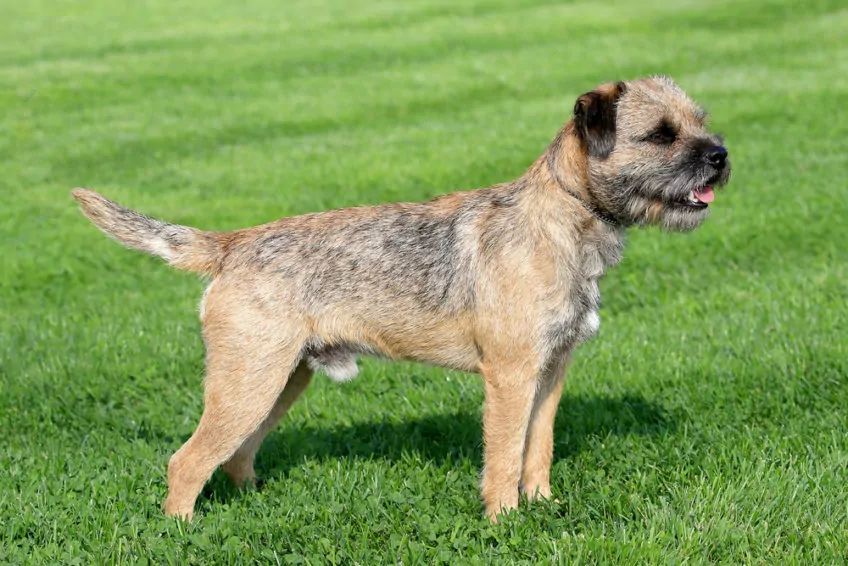 Border Terrier pozuje do zdjęcia rasy psów