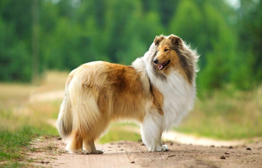 Collie pozuje do zdjęcia
