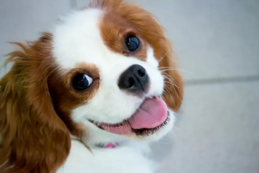 cavalier king charles spaniel