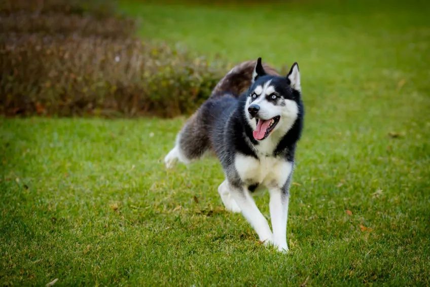 biegnący husky