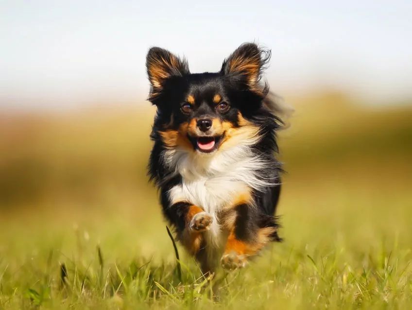 chihuahua biegnie po trawie