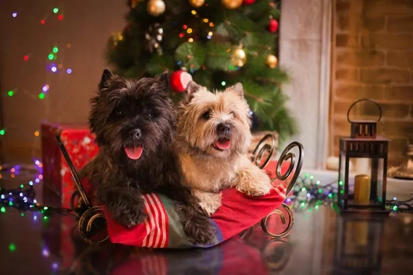 Cairn terrier z choinką w tle