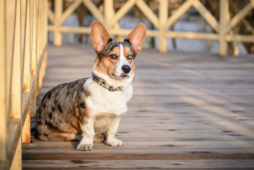 Welsh corgi siedzi na pomoście