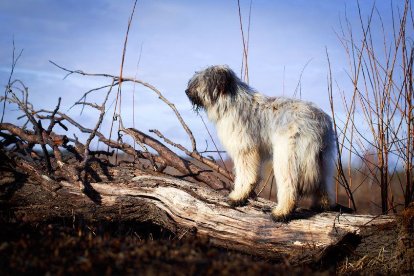 Owczarek francuski briard na tle nieba