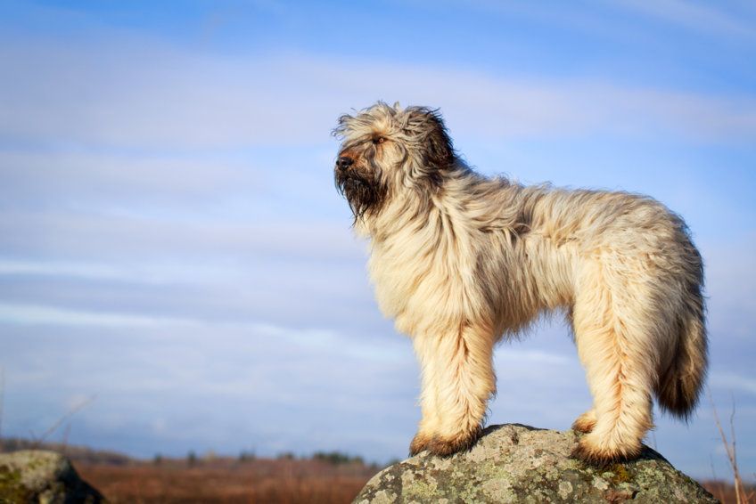 Owczarek francuski briard