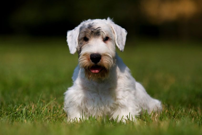 Sealyham terrier pozuje do zdjęcia na trawie