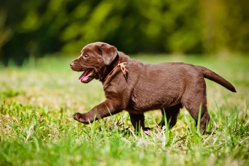 Czekoladowy szczeniak labradora