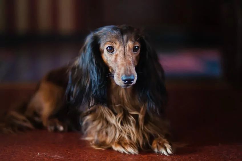 Profil jamnika długowłosego