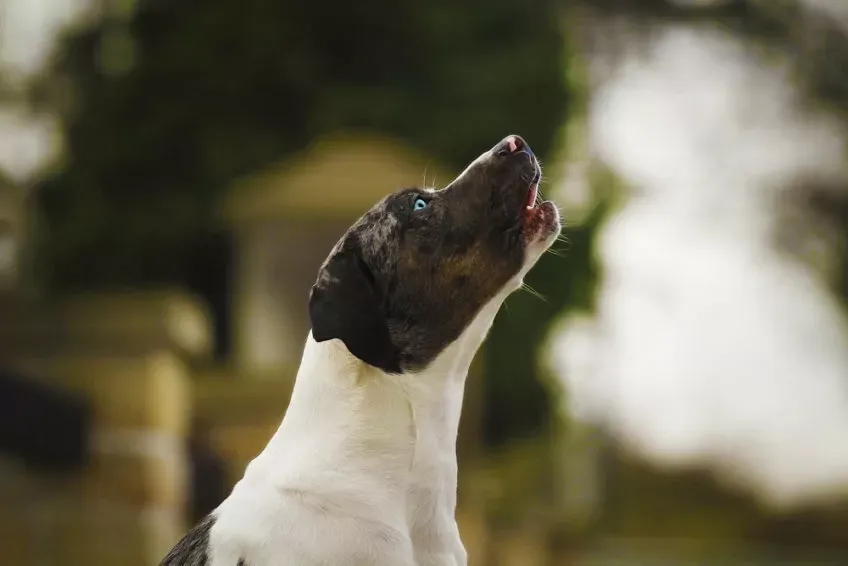 szczekający pies