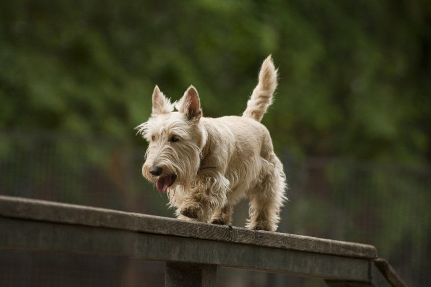 terrier szkocki
