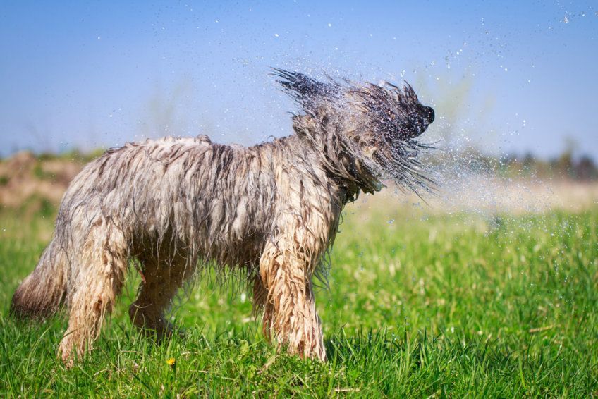 Owczarek francuski briard