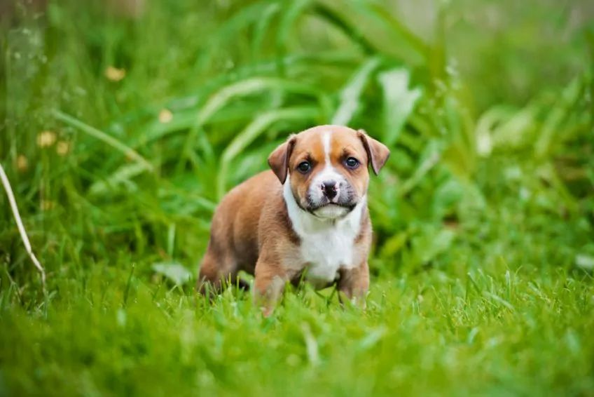 Szczeniak staffordshire bull terrier