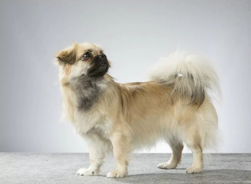 Spaniel tybetański pozuje do zdjęcia