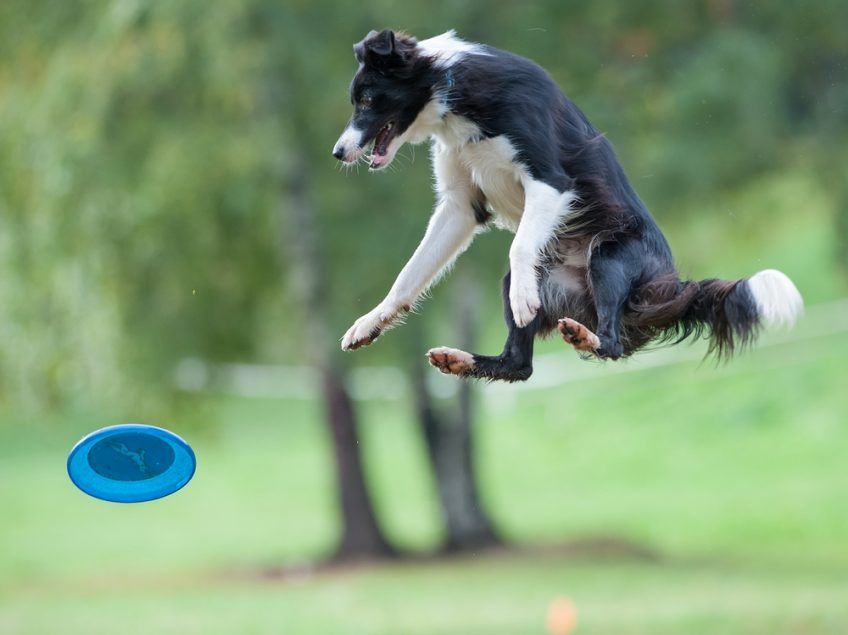 Border łapie frisbee