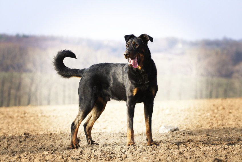 beauceron pozuje do zdjęcia