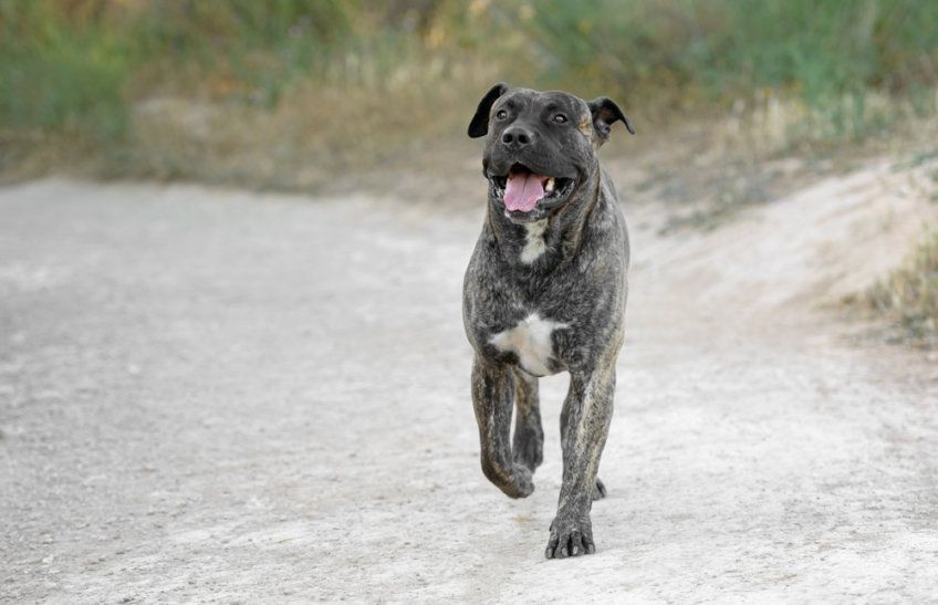 Dog kanaryjski podczas biegu