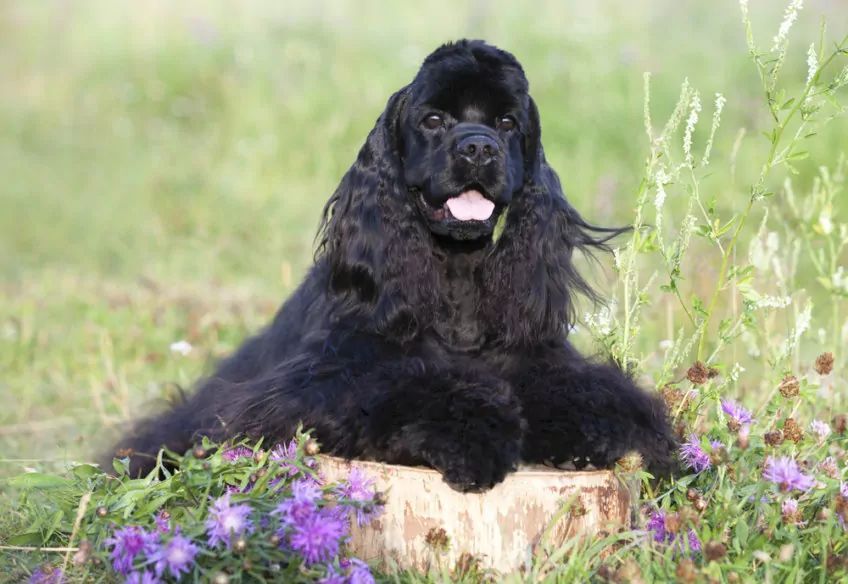 spaniel o czarnym umaszczeniu