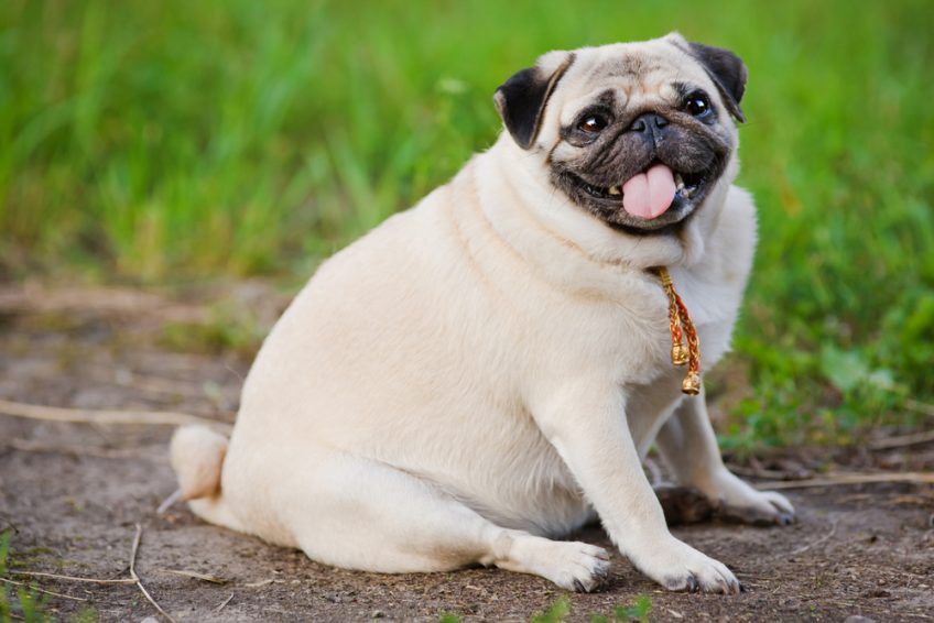 Gruby mops