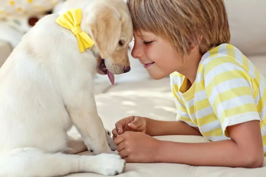Szczeniak labrador z żółtą kokardką i chłopiec