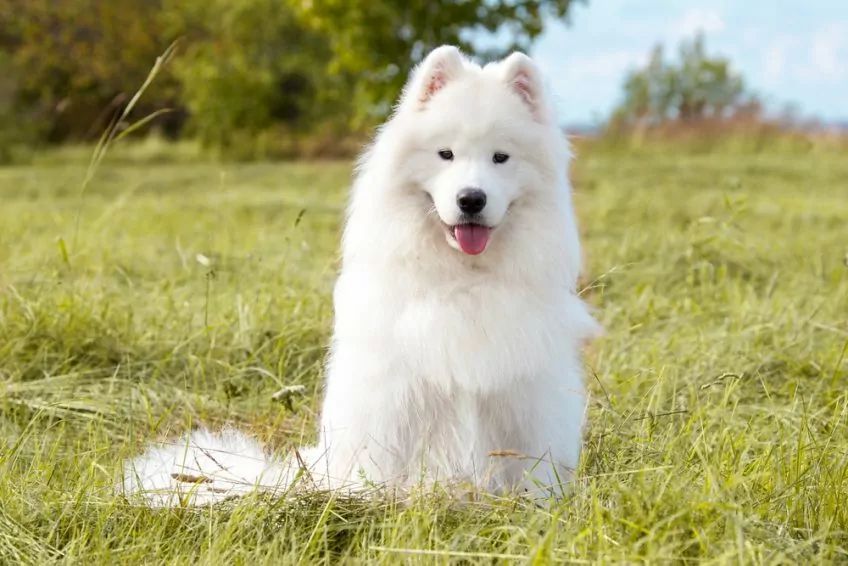 Dorosły samojed siedzi na trawie