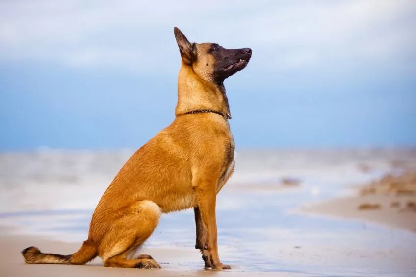 Malinois w pozycji siedzącej