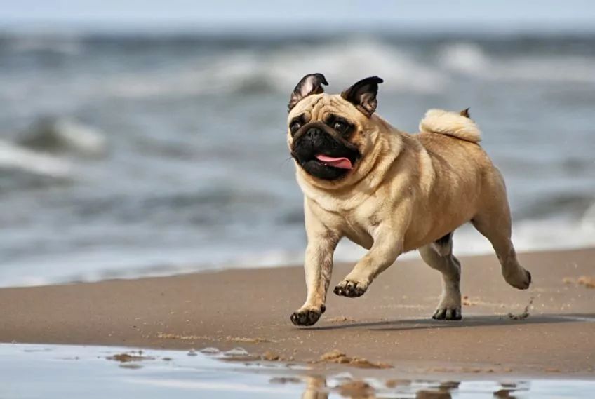Mops biegnie na plaży