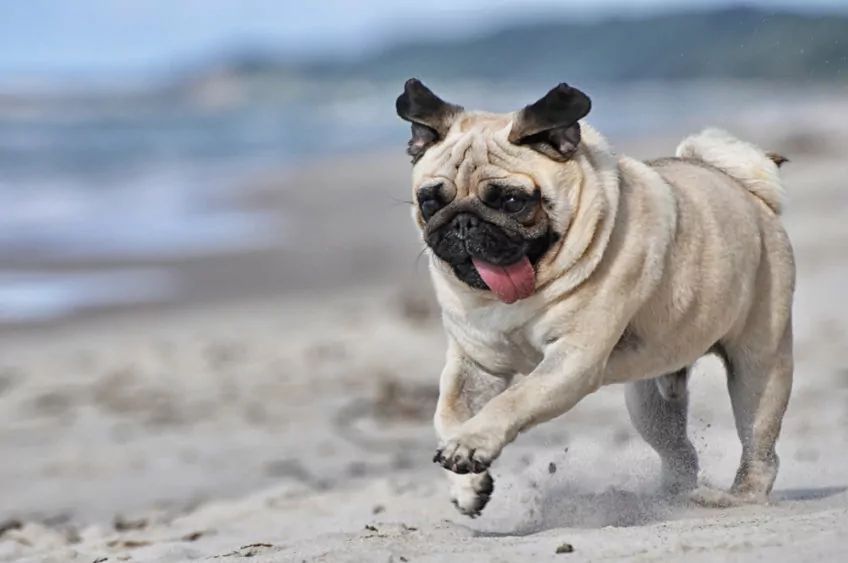 mops