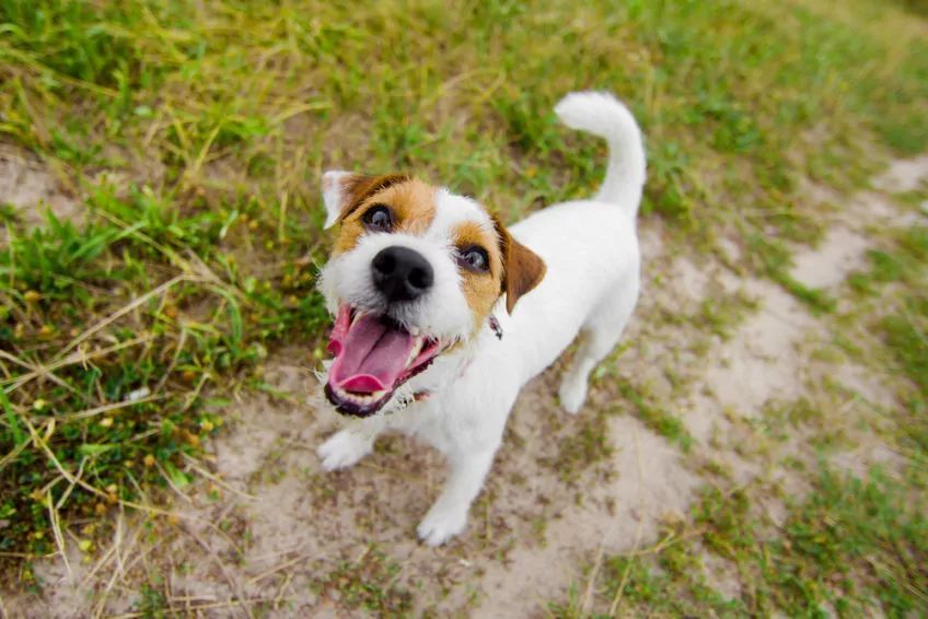 Jack russell terrier szczeka