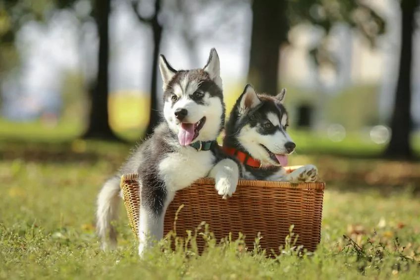 Szczeniaki husky'ego na koszu
