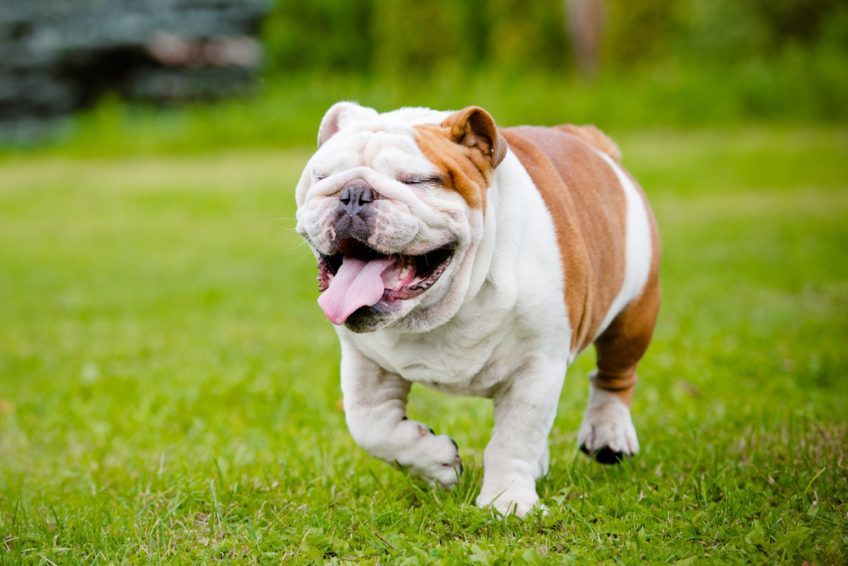 szczęśliwy buldog