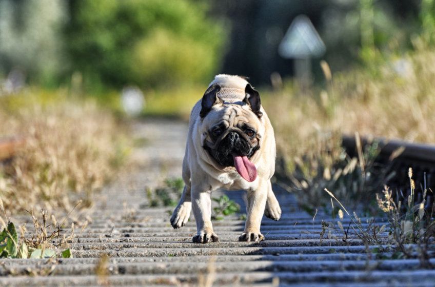 mops podczas biegu