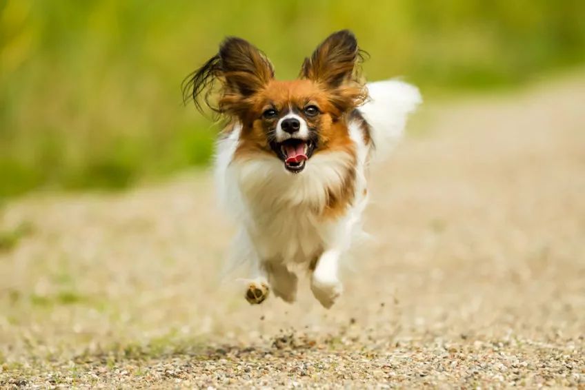 Papillon podczas biegu
