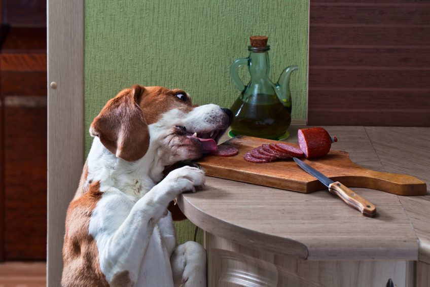 Beagle kradnie jedzenie