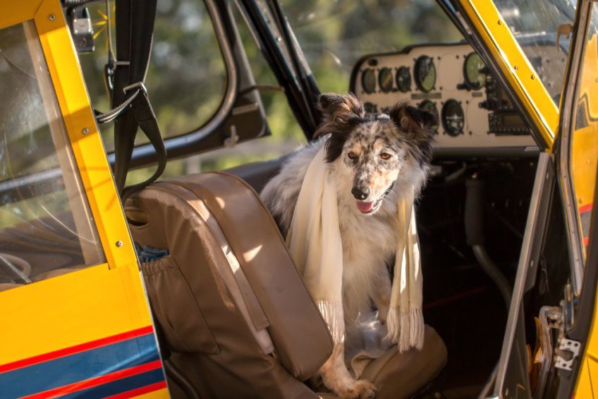 border collie w samolocie