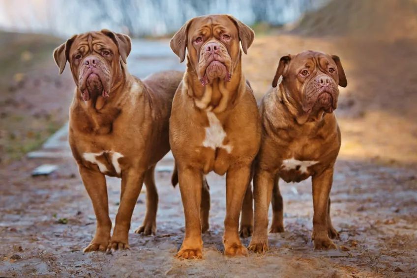 Trzy psy rasy dogue de bordeaux pozują do zdjęcia