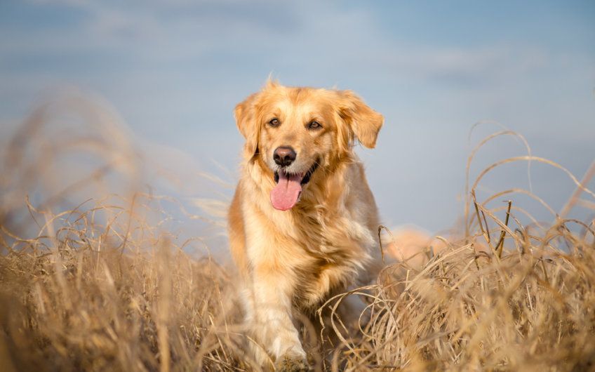 Szczęśliwy Golden retriever