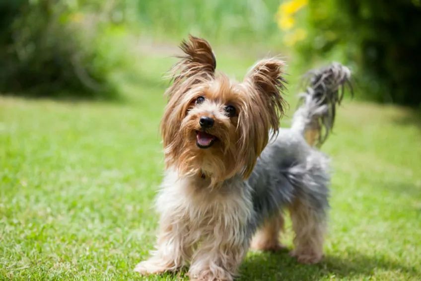Yorkshire terrier na trawie