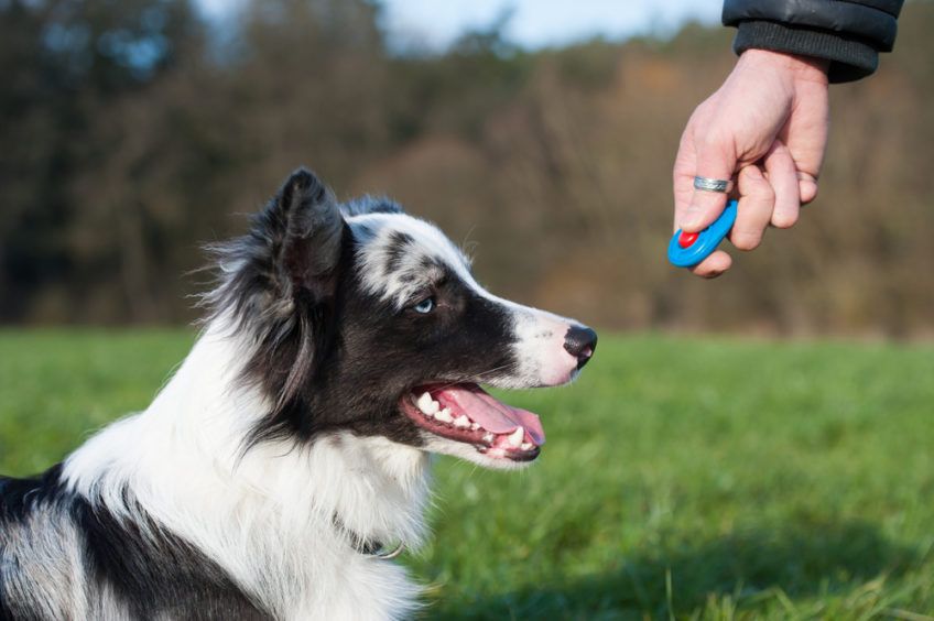 border collie szkolony metodą klikerową