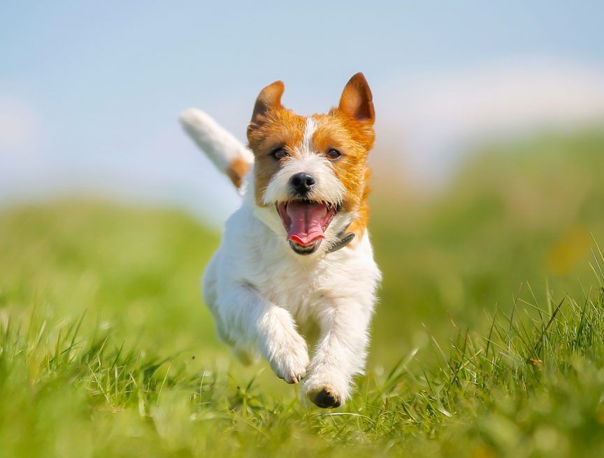 Radosny jack russell terrier