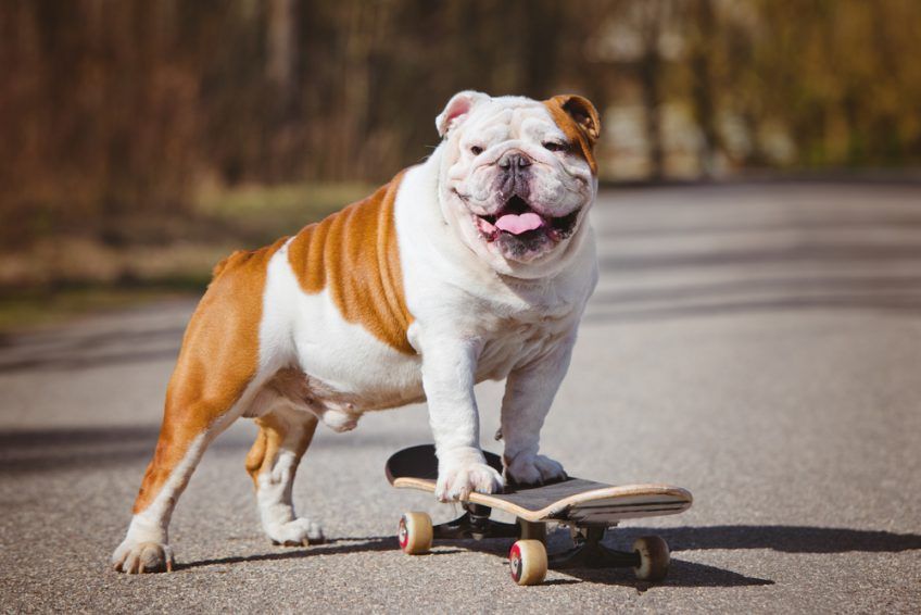 Buldog angielski na deskorolce