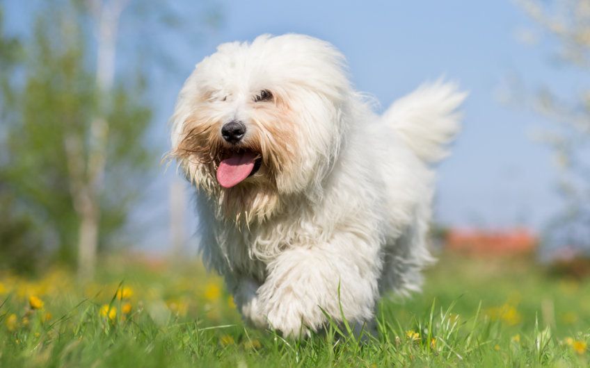 coton de tulear