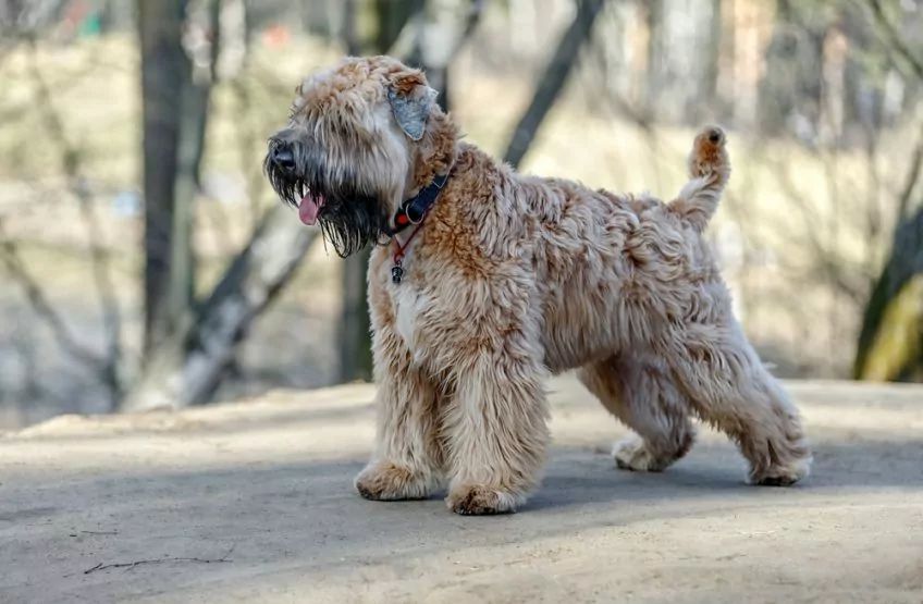 Irish terrier stoi w parku